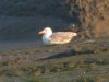 Yellow-legged Gull at Two Tree Island (Steve Arlow) (51874 bytes)